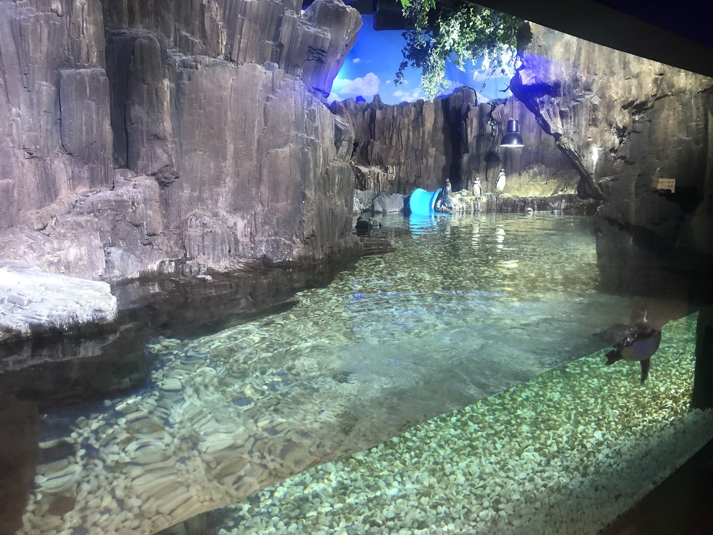 Humboldt Penguin enclosure at the Emaar aquarium