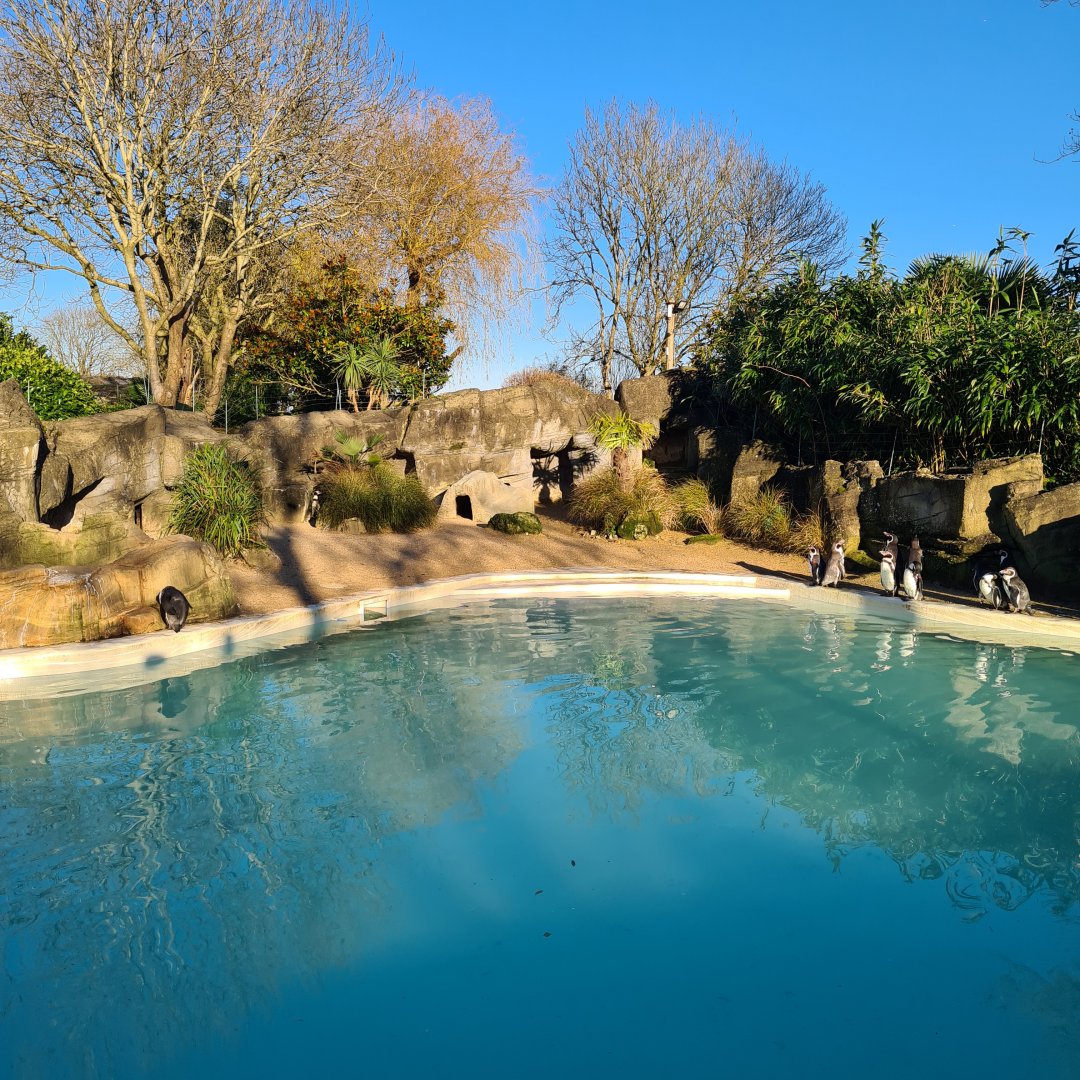 Humboldt Penguin Enclosure, Drusillas Park