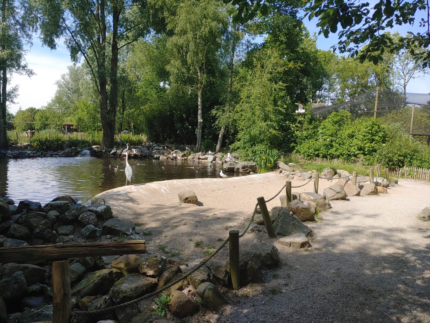 Humboldt penguin enclosure - penguin beach