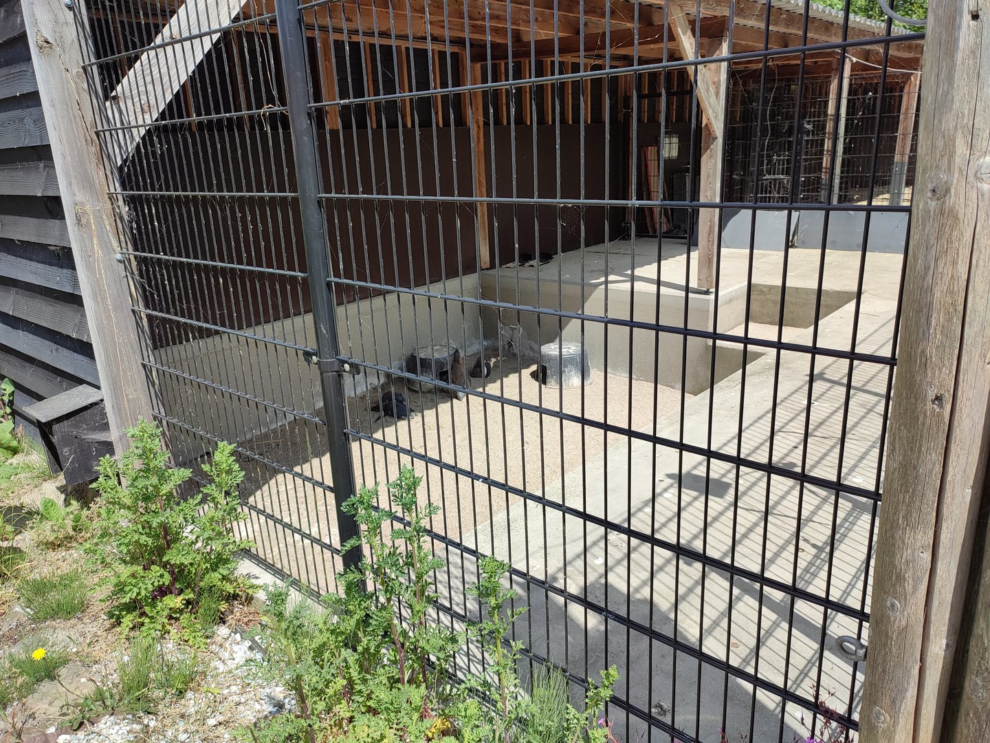 Humboldt penguin enclosure - penguin nursery