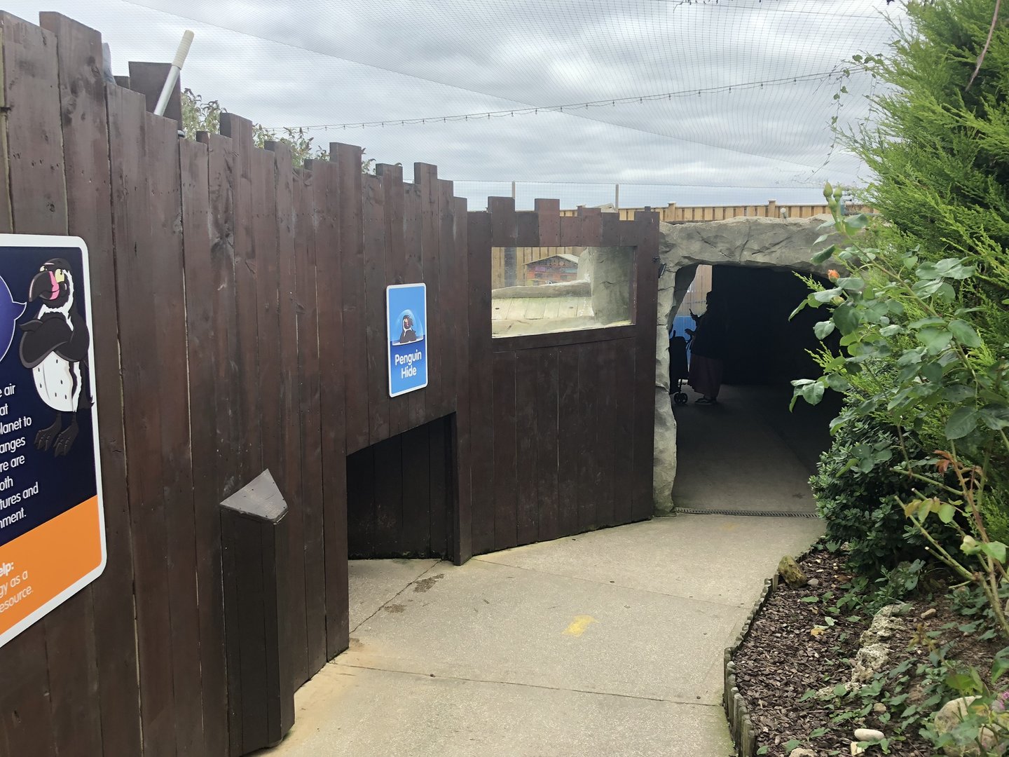 Humboldt Penguin Enclosure Viewing at SEA LIFE Scarborough (September 2022)