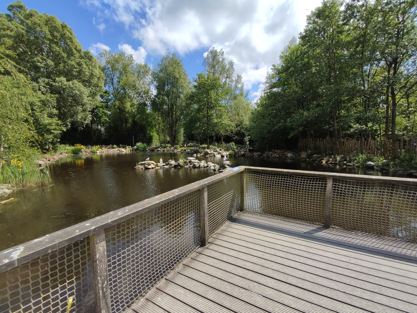 Humboldt penguin enclosure - viewing point at large pond
