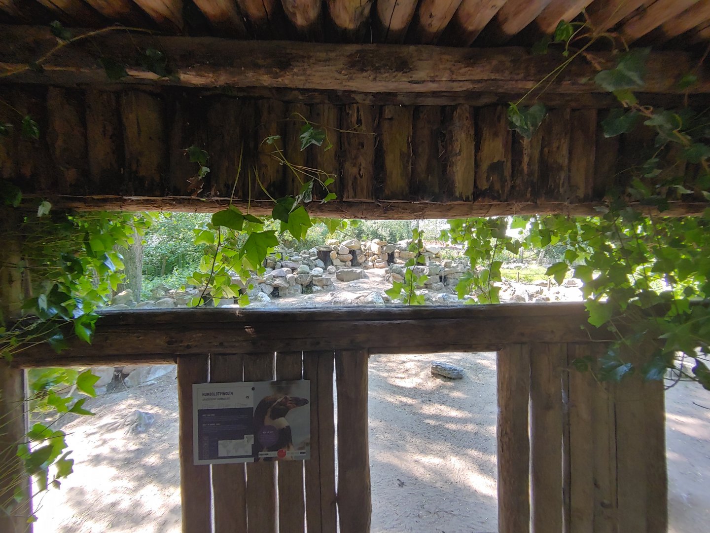 Humboldt penguin enclosure - viewing point at the nesting boxes