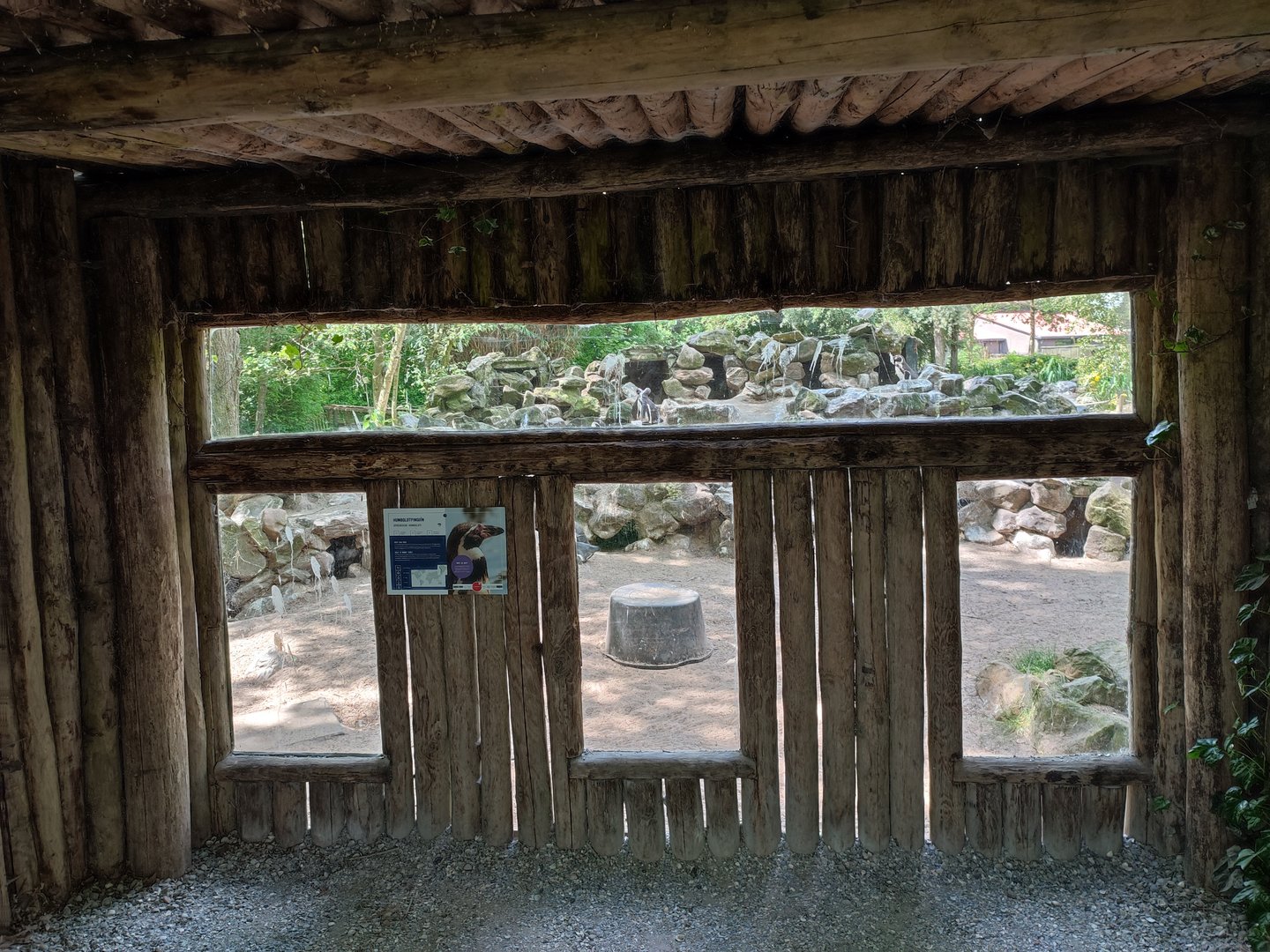 Humboldt penguin enclosure - viewing point at the nests