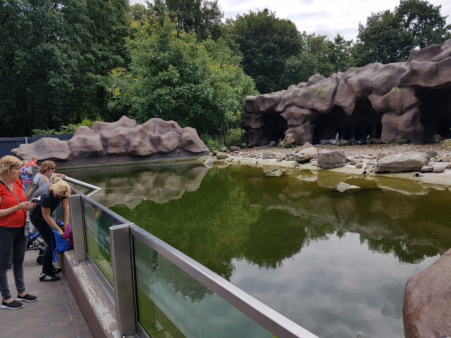 Humboldt penguin-enclosure - with underwater-viewing