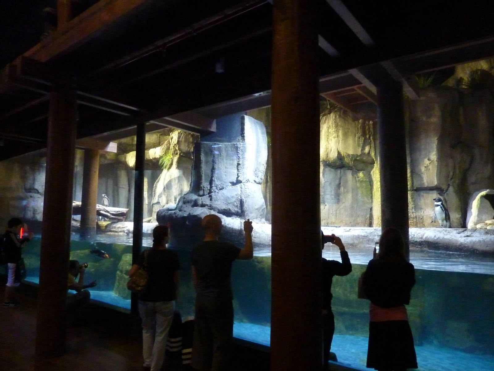 Humboldt penguin enclosure