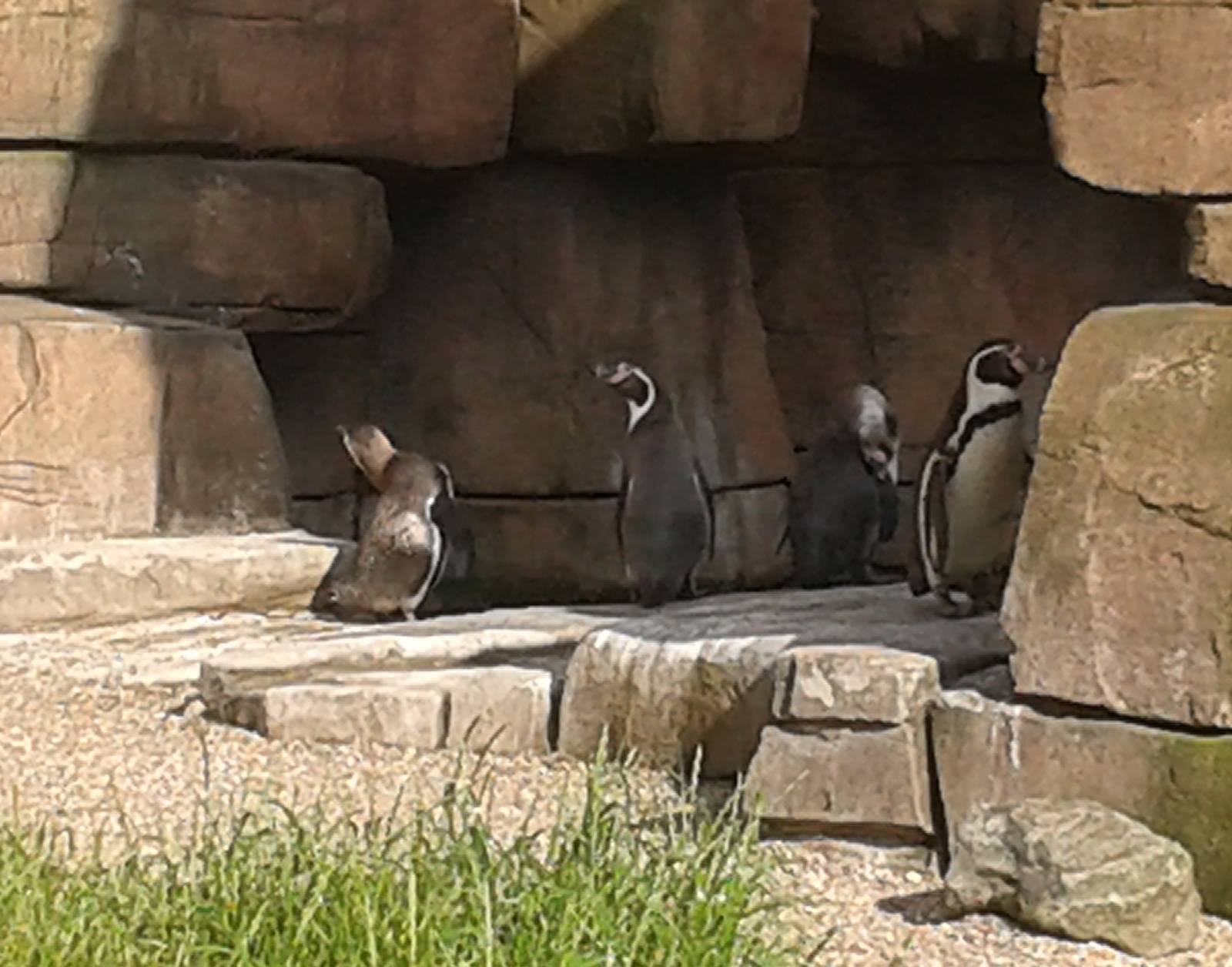 Humboldt penguin-enclosure