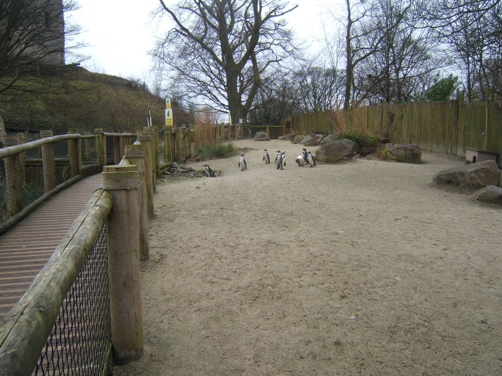Humboldt Penguin enclosure
