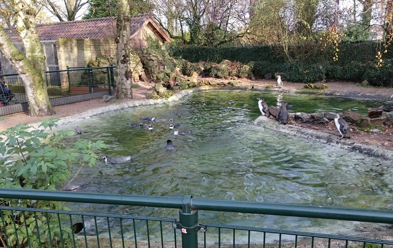 Humboldt penguin enclosure