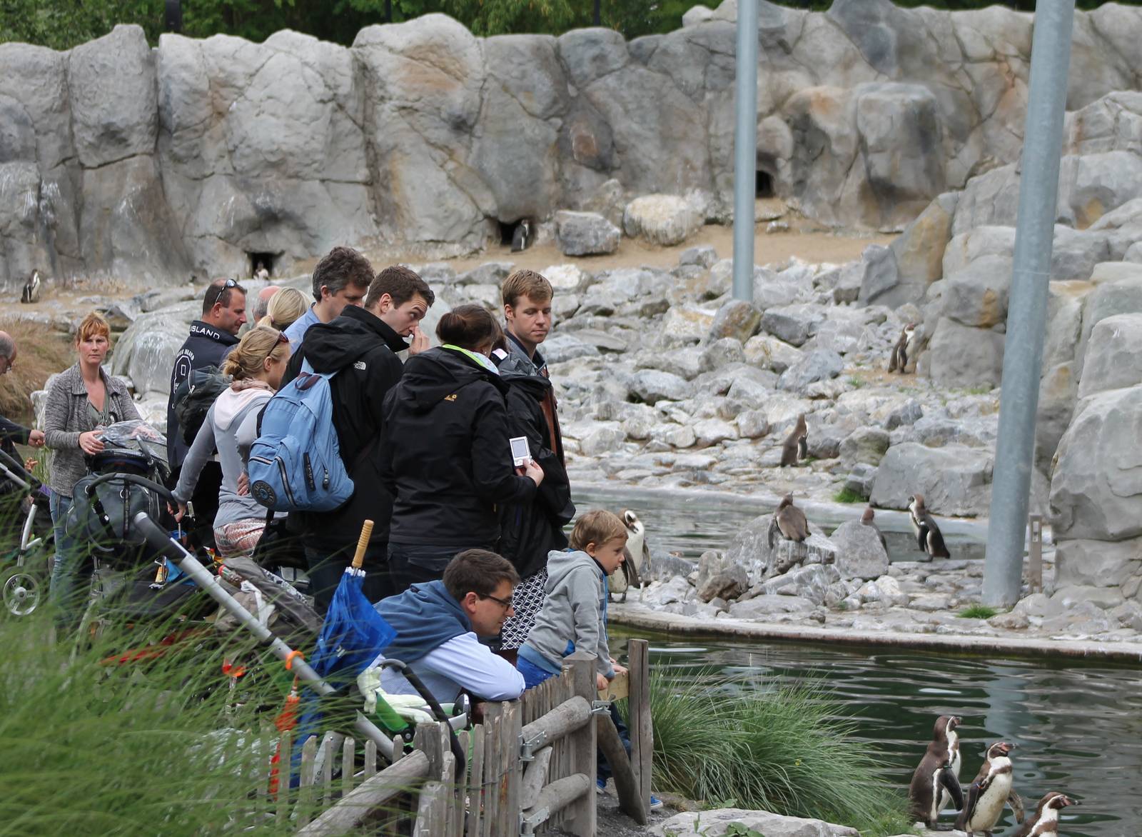 Humboldt penguin enclosure