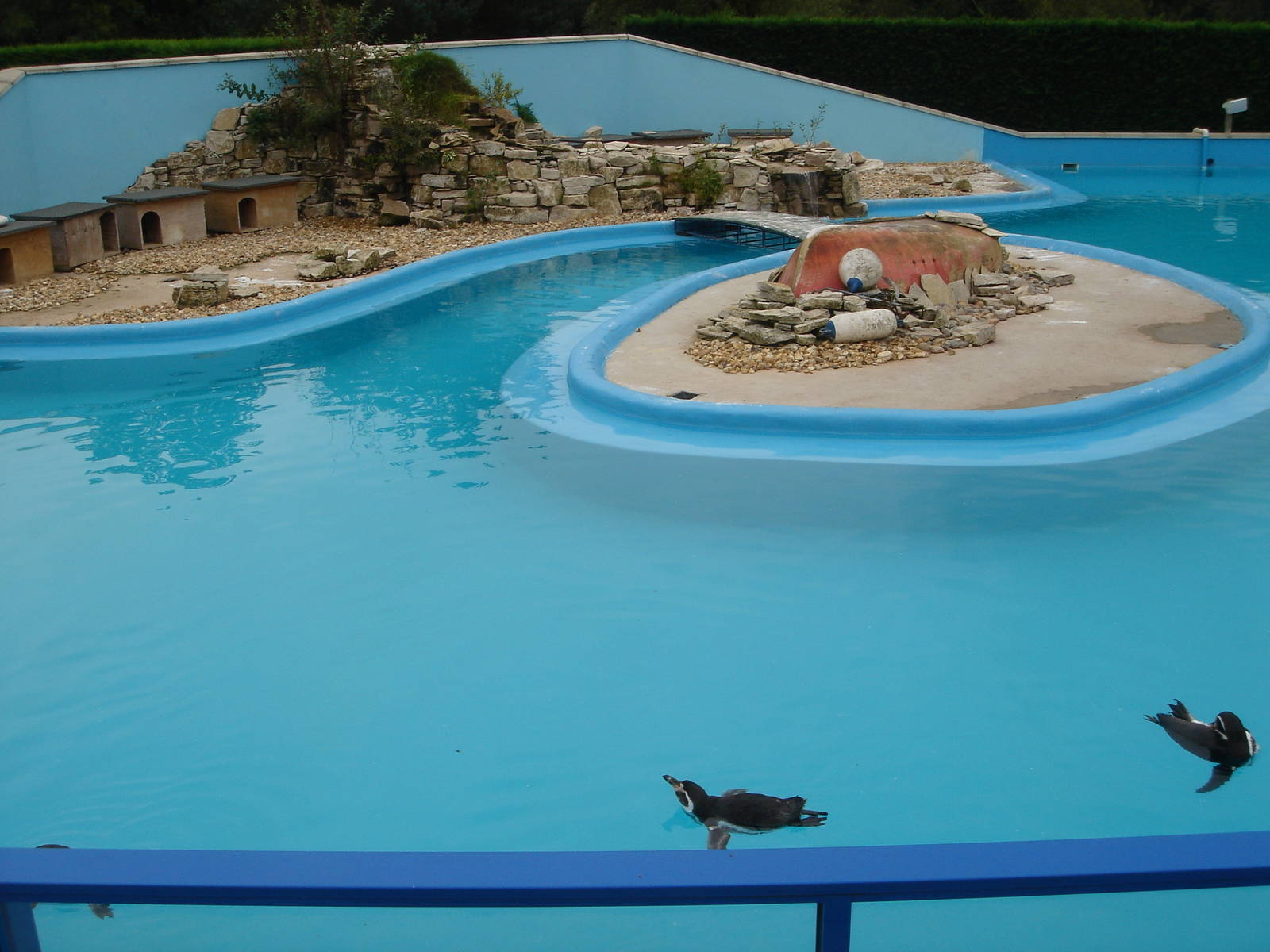 Humboldt Penguin enclosure