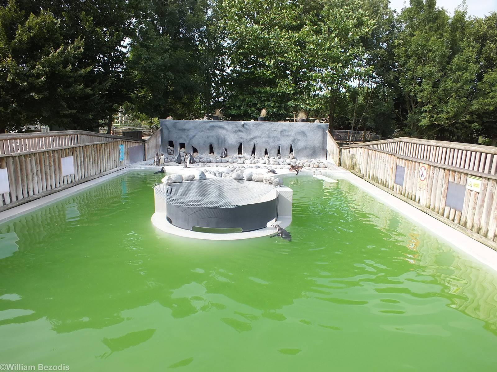 Humboldt Penguin Enclosure