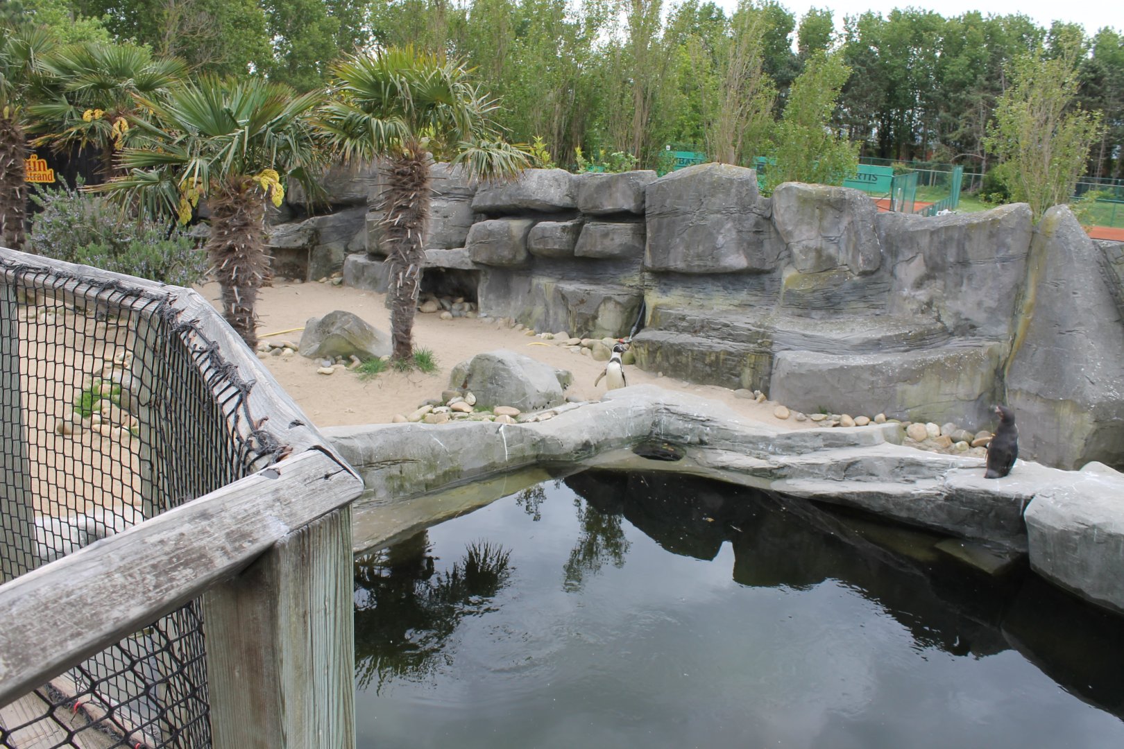 Humboldt penguin-enclosure