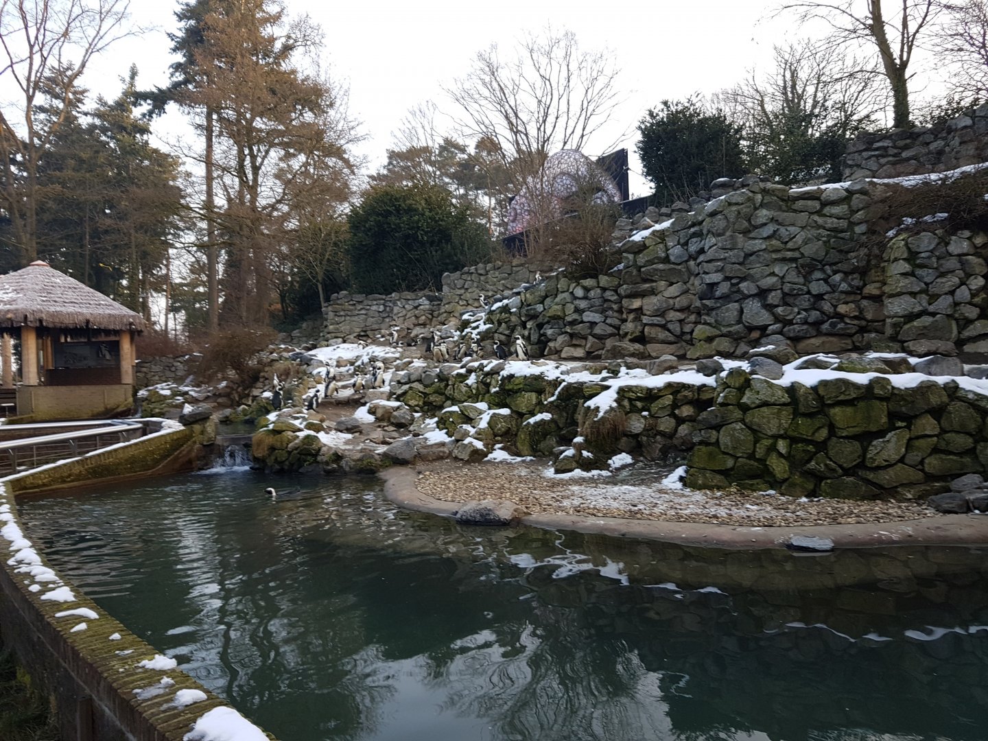Humboldt penguin-enclosure