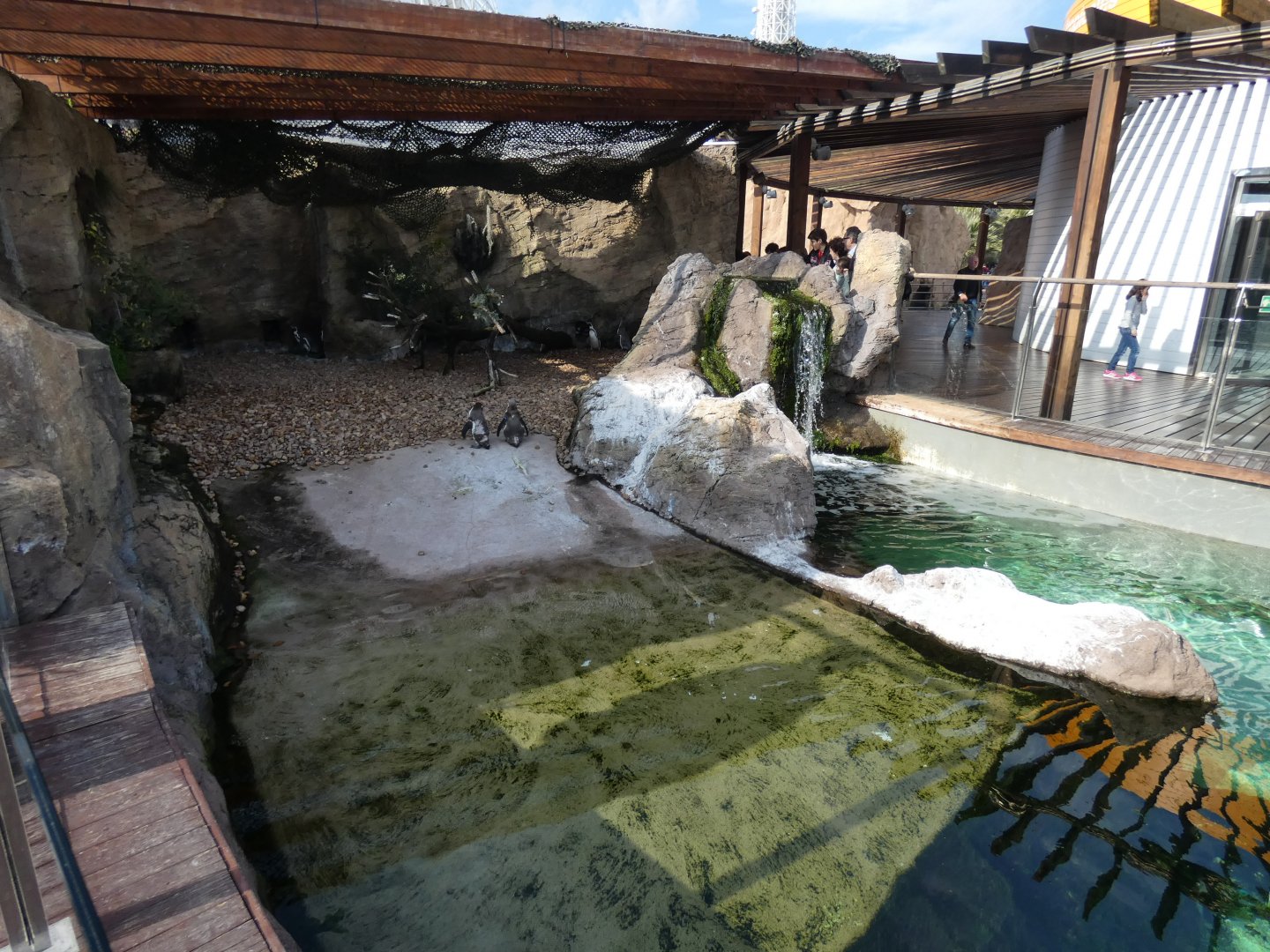 Humboldt Penguin enclosure