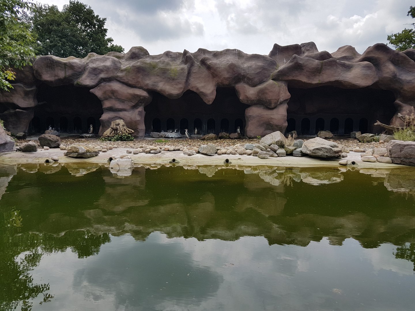 Humboldt penguin-enclosure