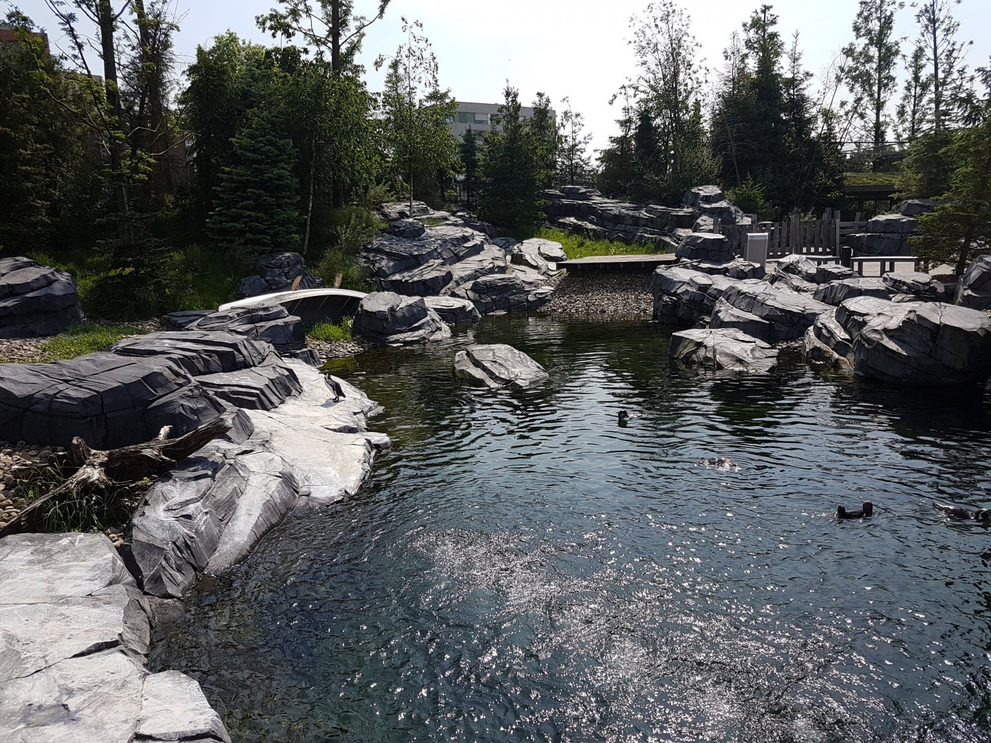 Humboldt penguin-enclosure