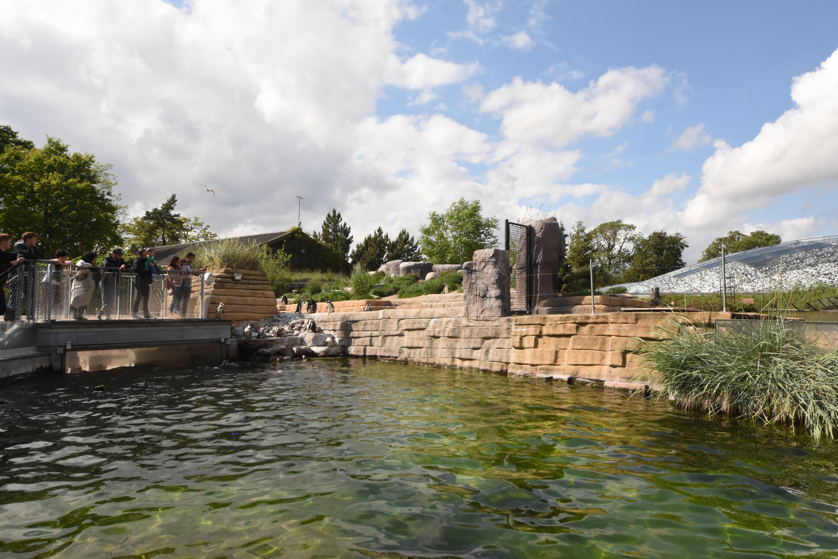 Humboldt penguin enclosure