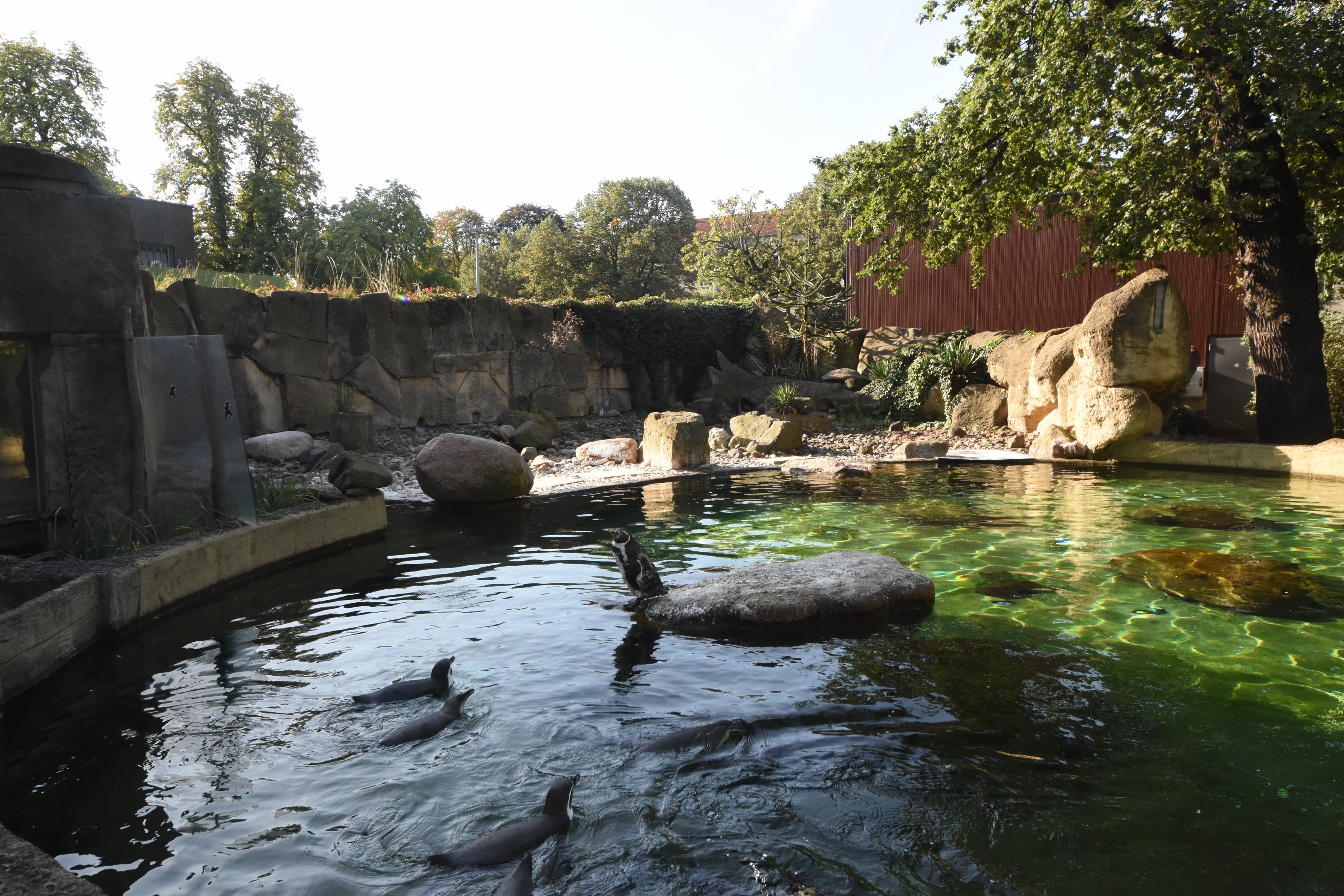 Humboldt penguin enclosure