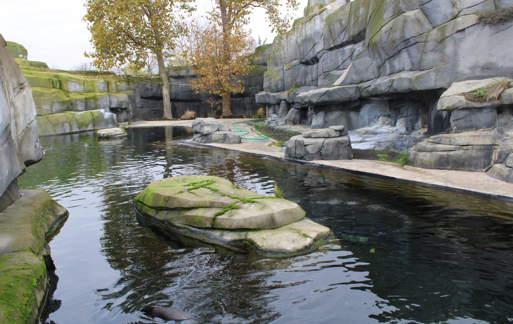 Humboldt penguin enclosure