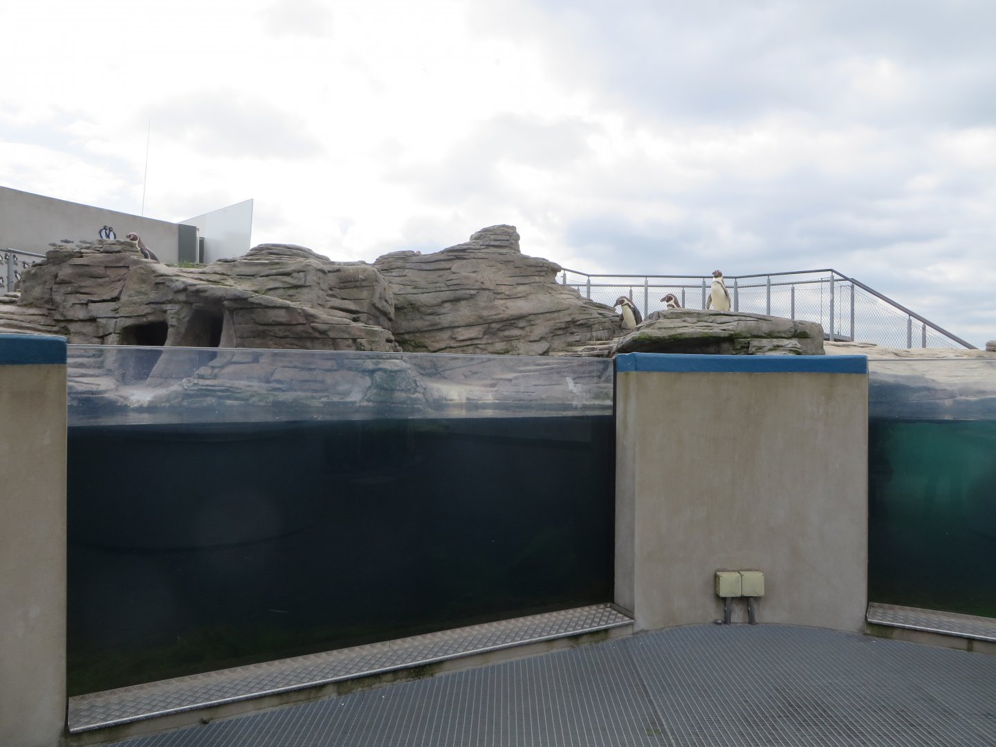 Humboldt Penguin enclosure