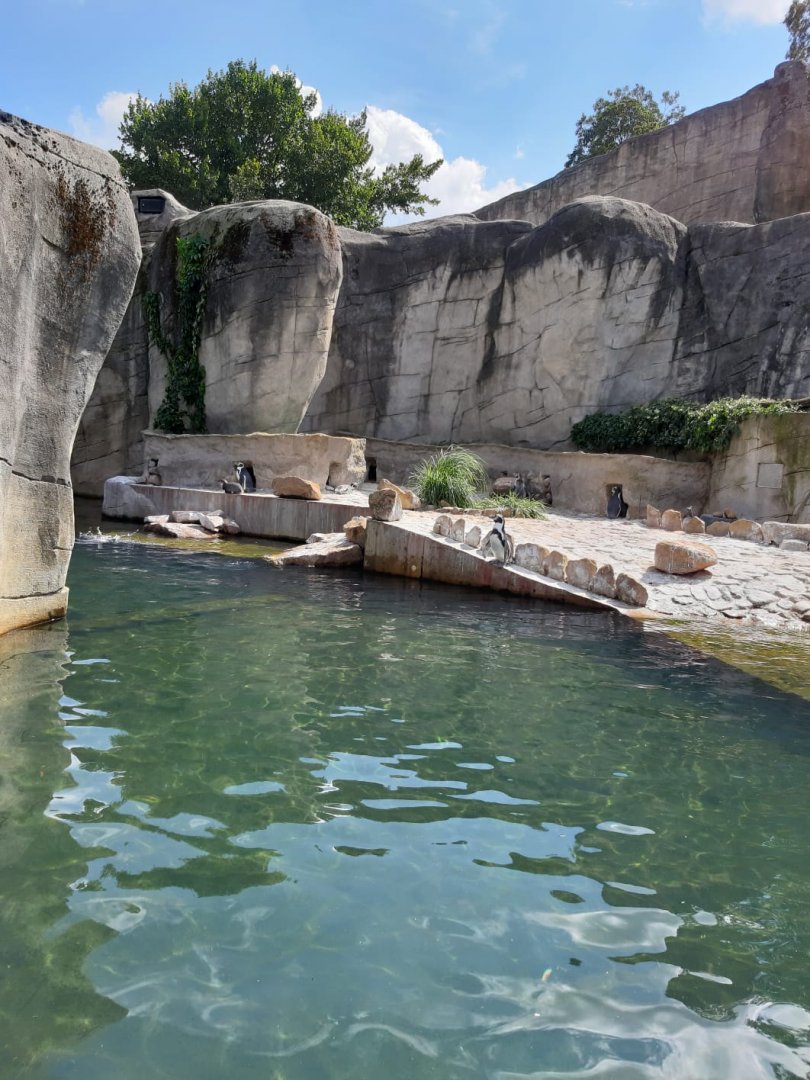 Humboldt Penguin Enclosure