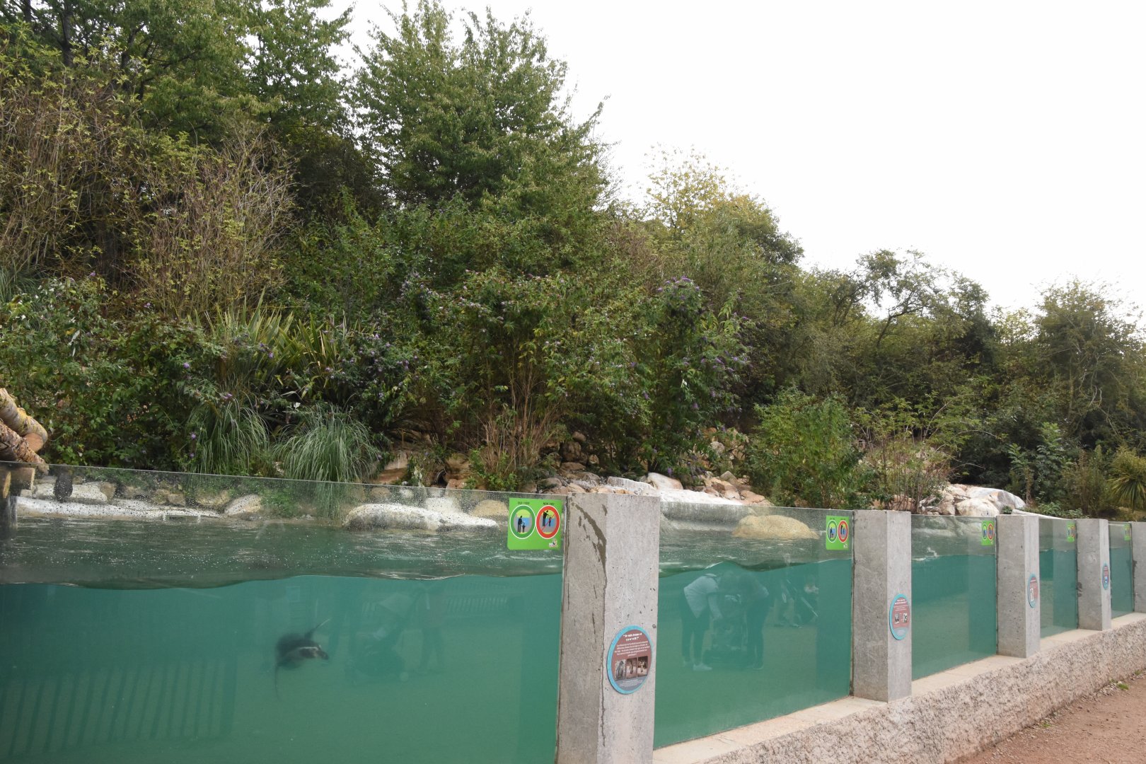 Humboldt Penguin enclosure