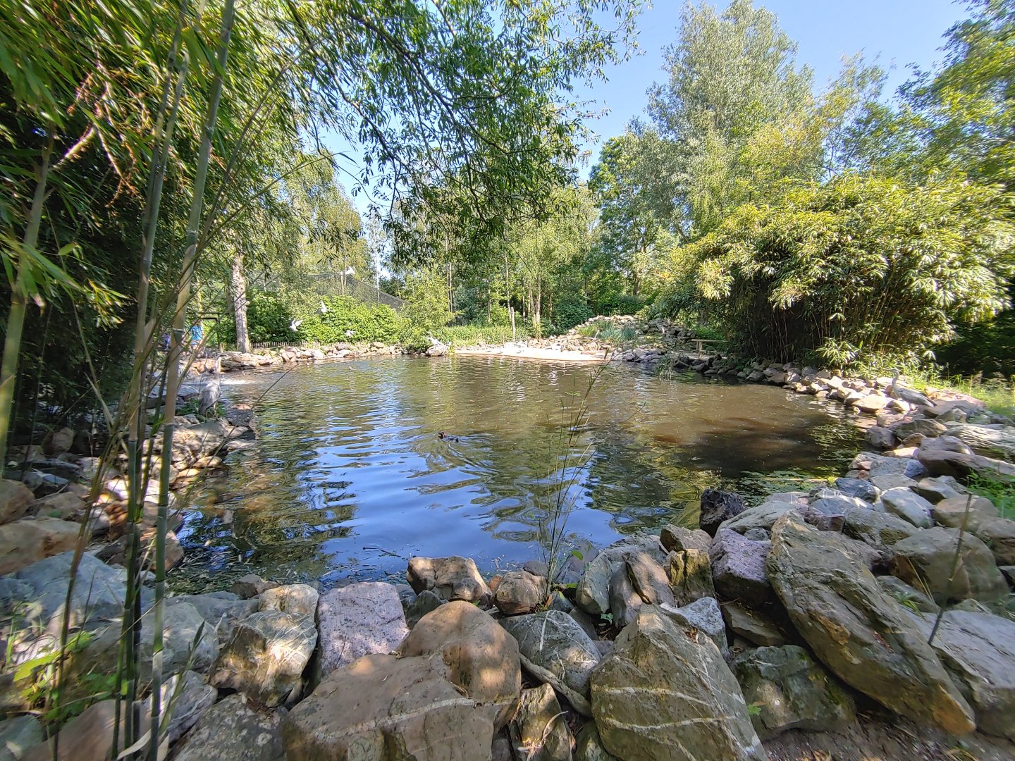 Humboldt penguin enclosure