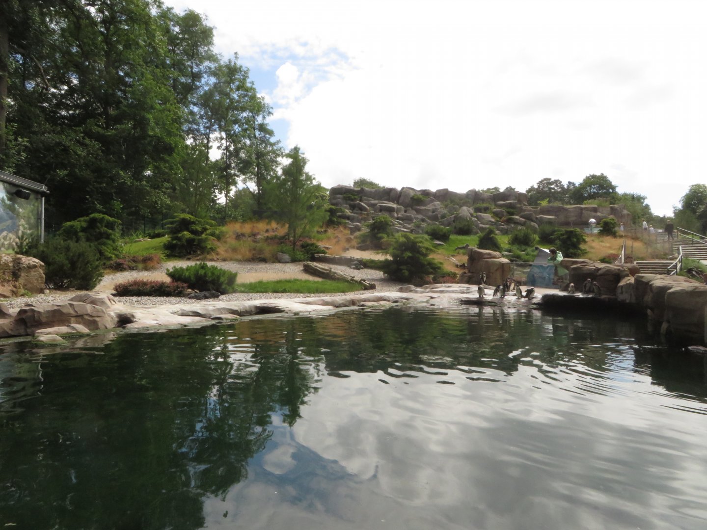 Humboldt penguin enclosure