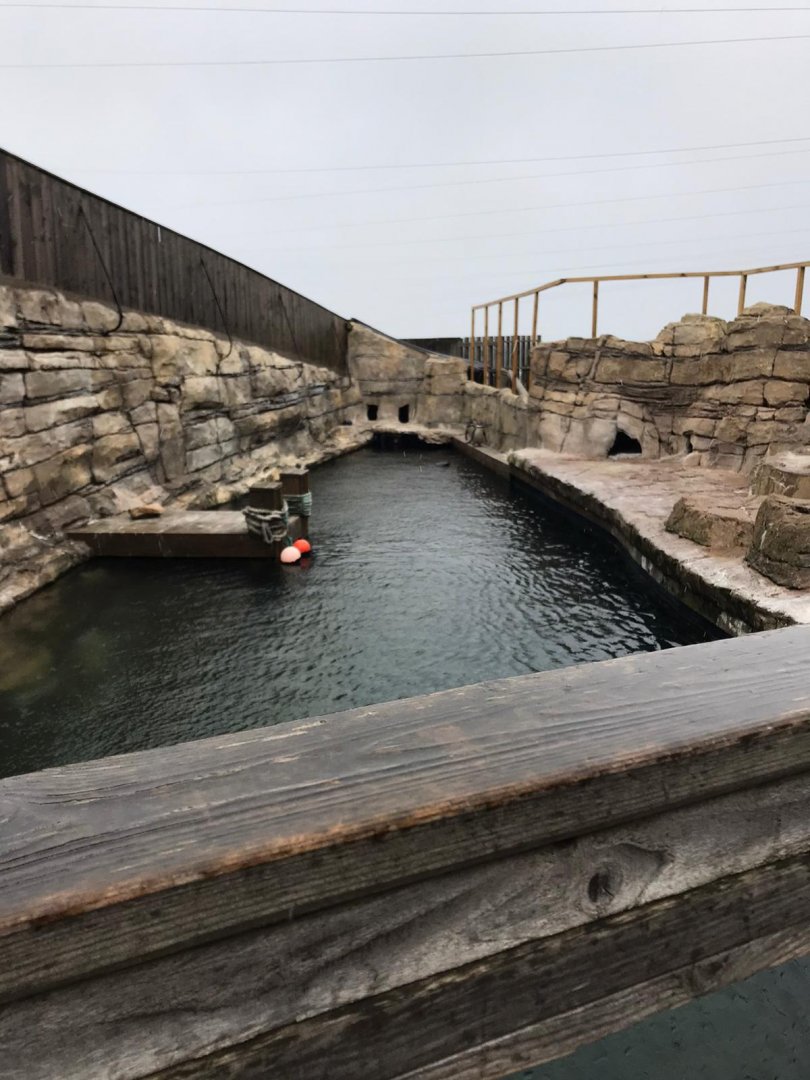 Humboldt penguin enclosure
