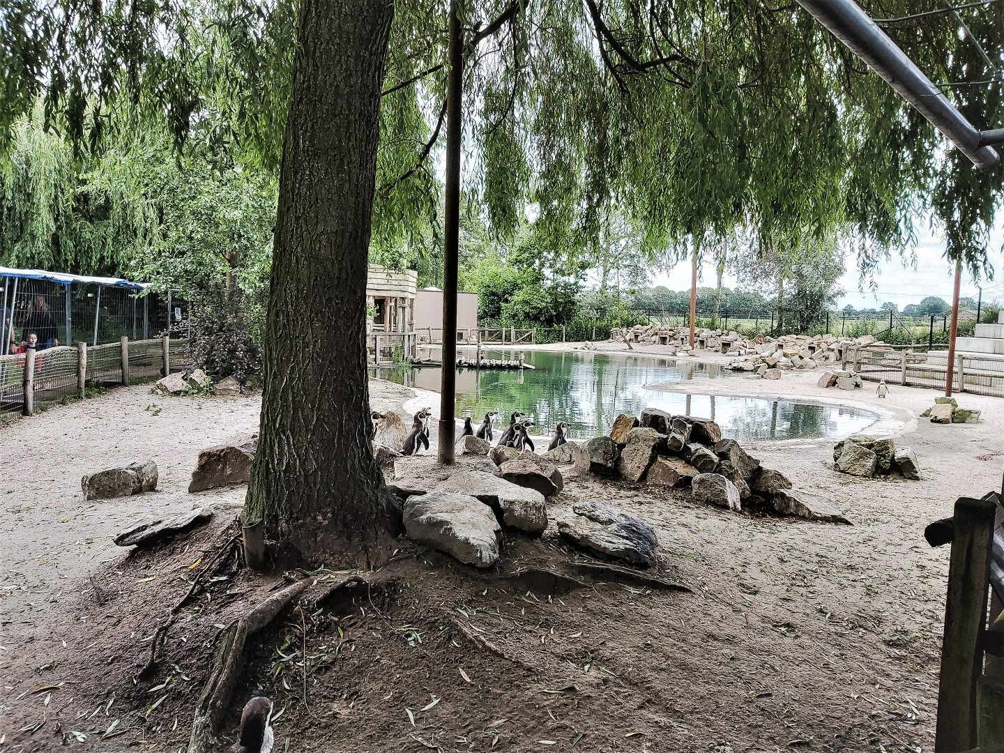 Humboldt penguin enclosure