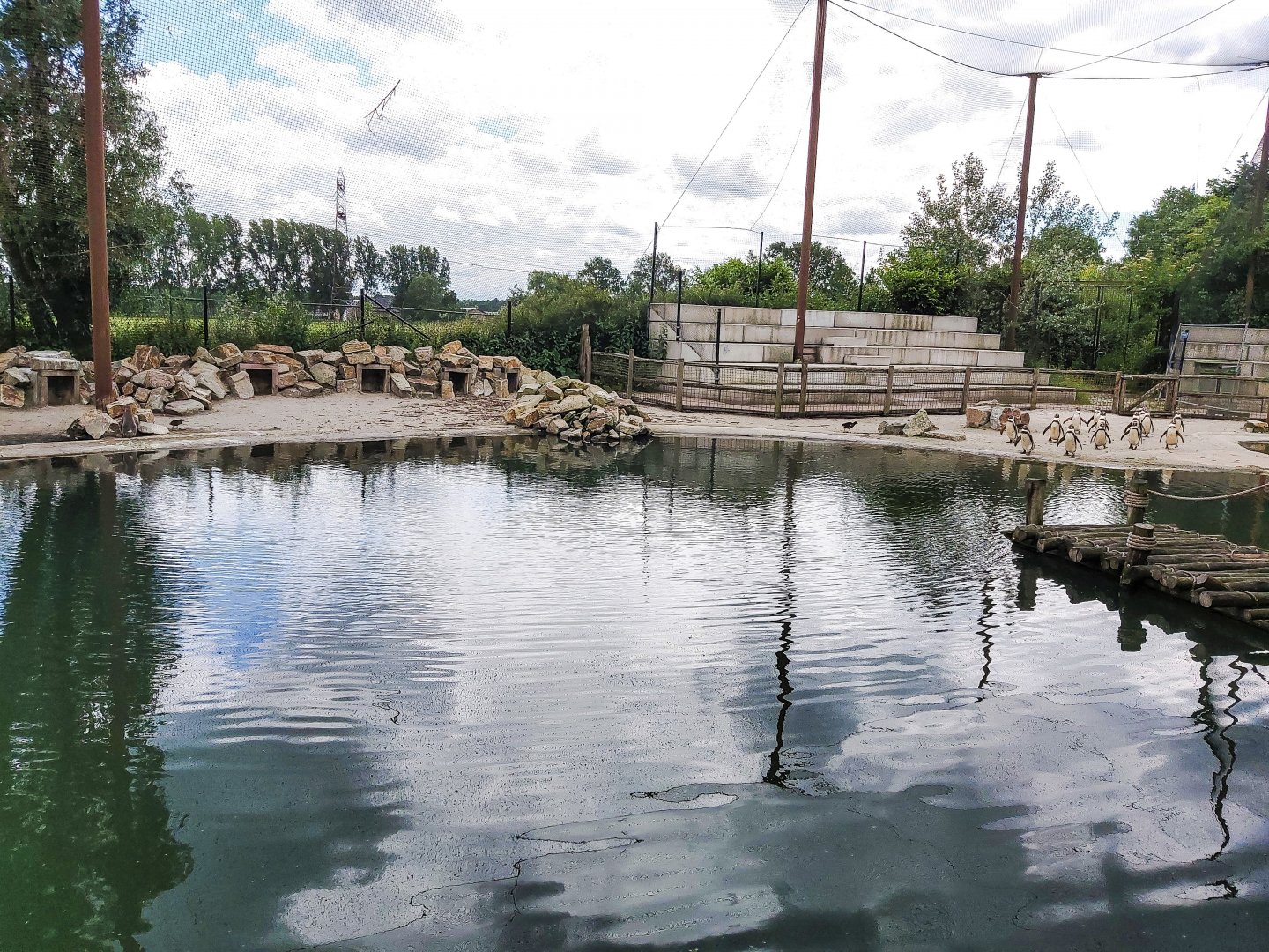 Humboldt penguin enclosure