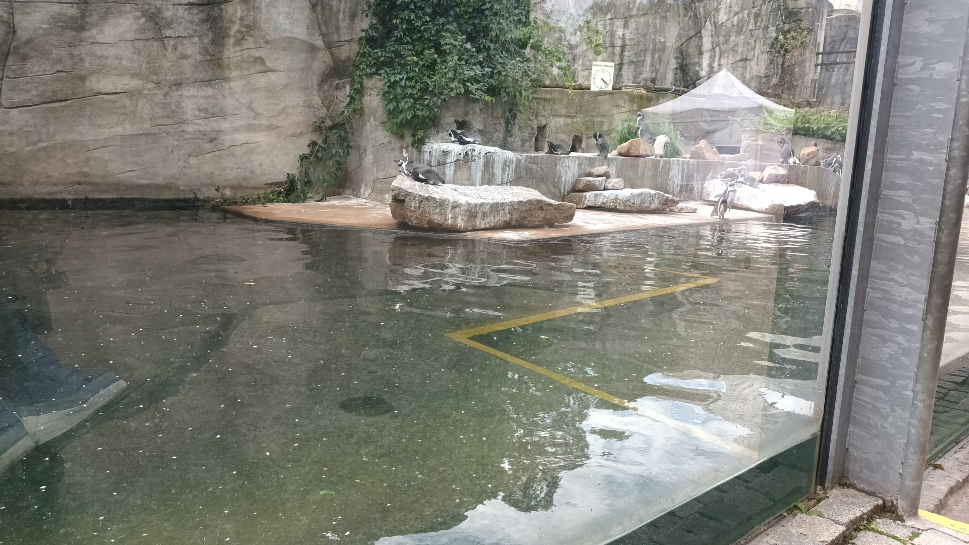 Humboldt Penguin Enclosure