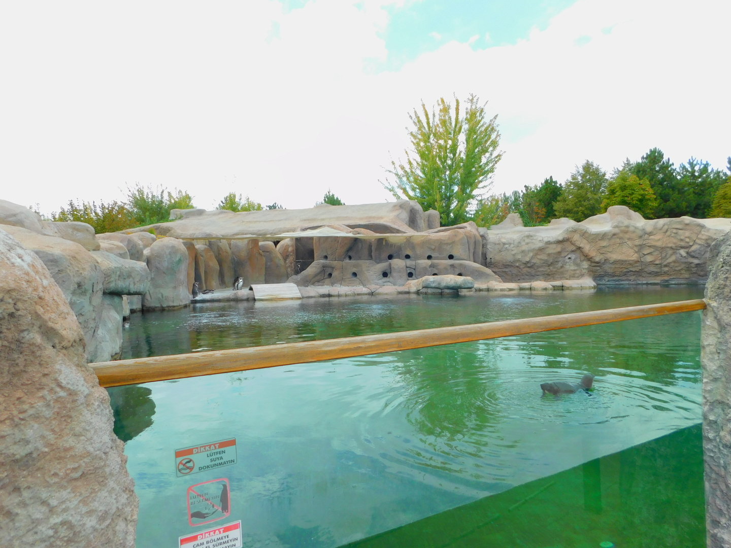Humboldt Penguin Enclosure