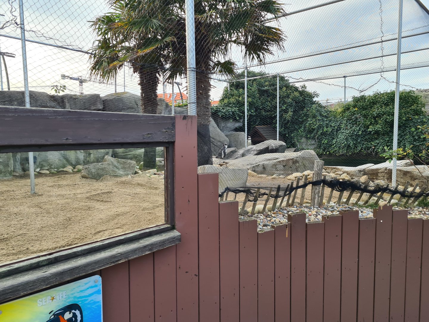 Humboldt penguin enclosure