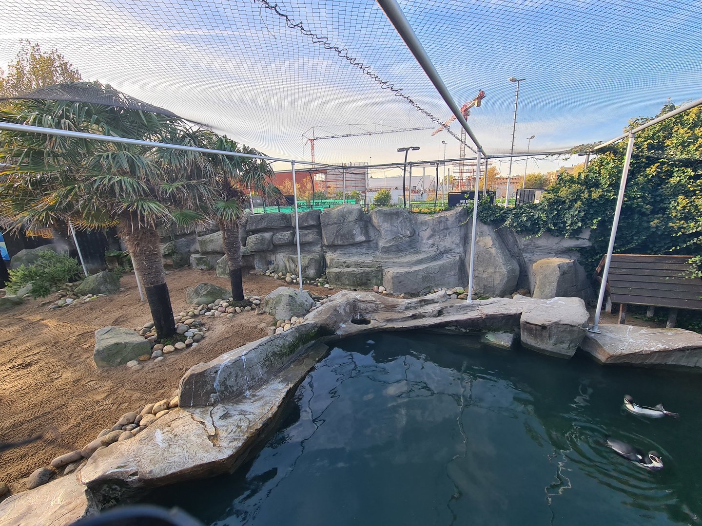 Humboldt penguin enclosure