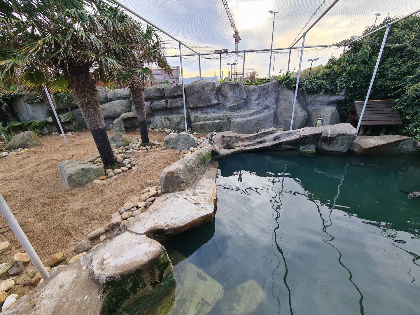 Humboldt penguin enclosure
