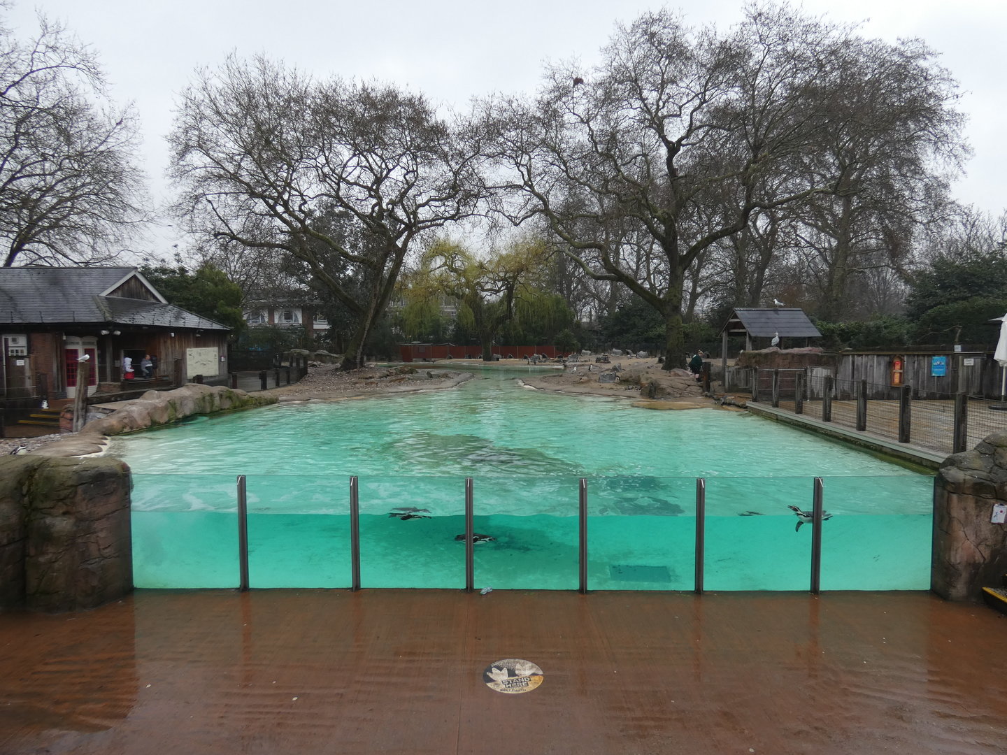 Humboldt penguin enclosure