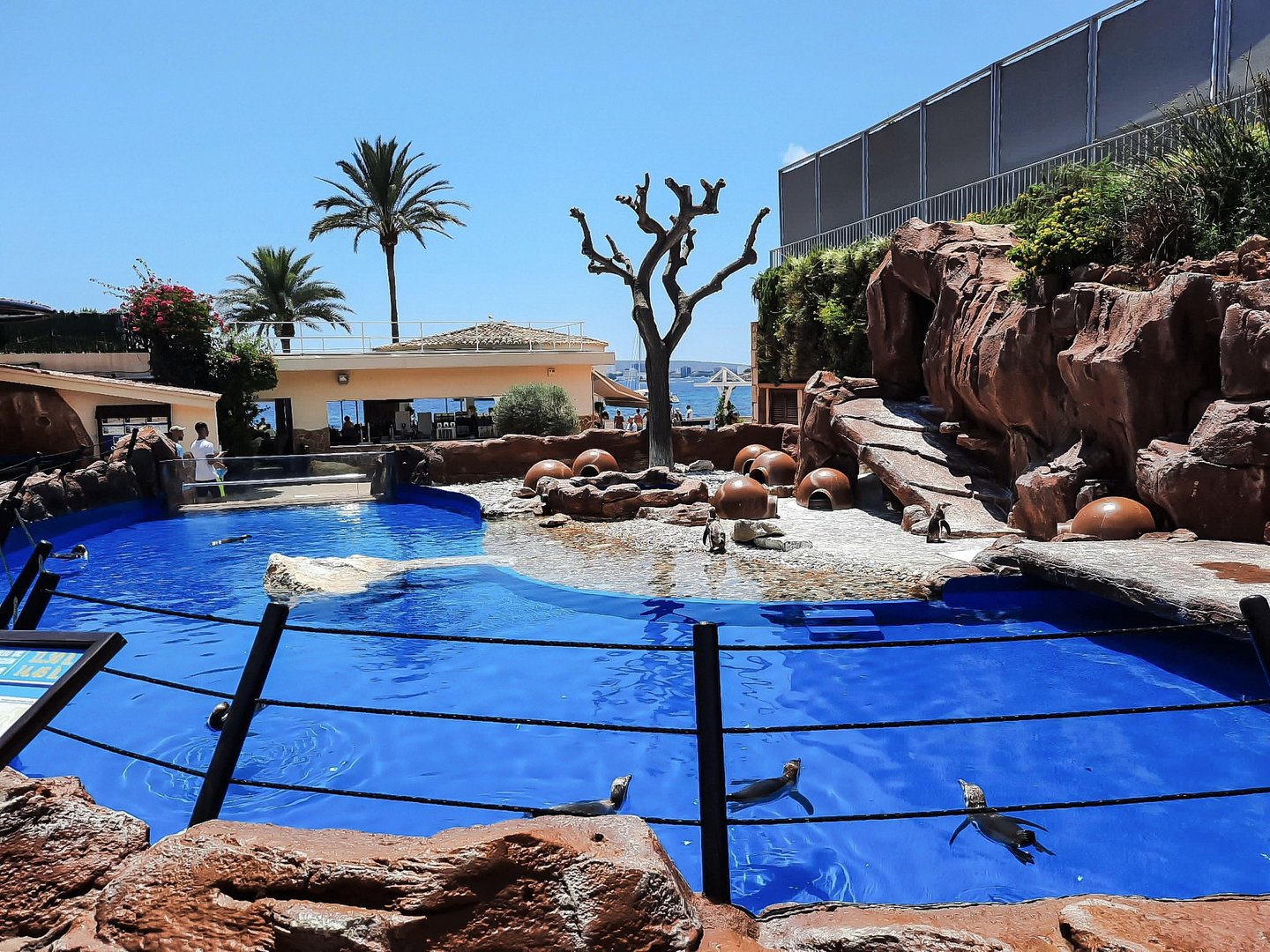 Humboldt penguin enclosure