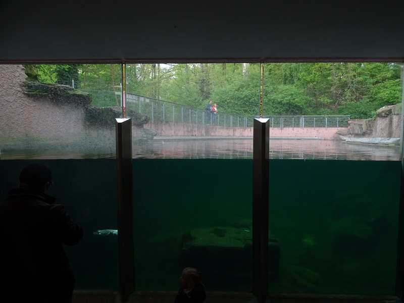 Humboldt penguin enclosure
