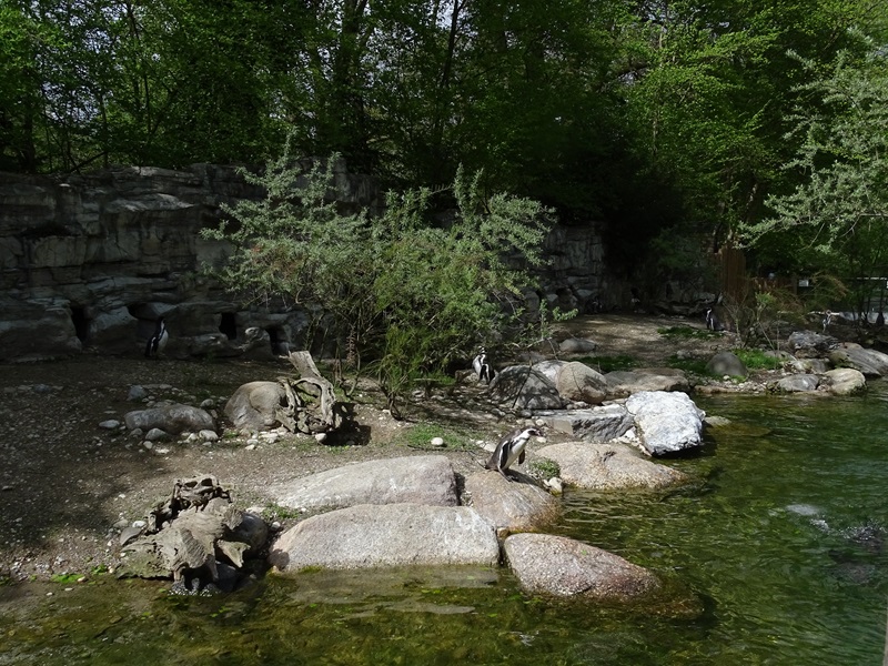 Humboldt penguin enclosure