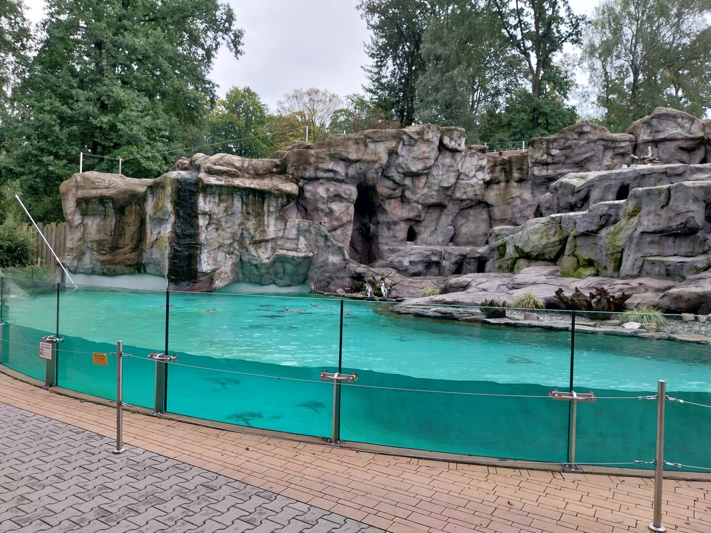 Humboldt penguin enclosure
