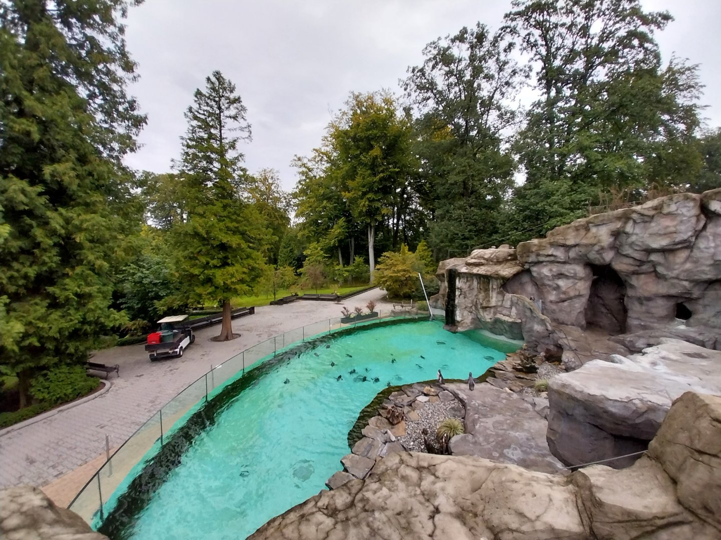 Humboldt penguin enclosure