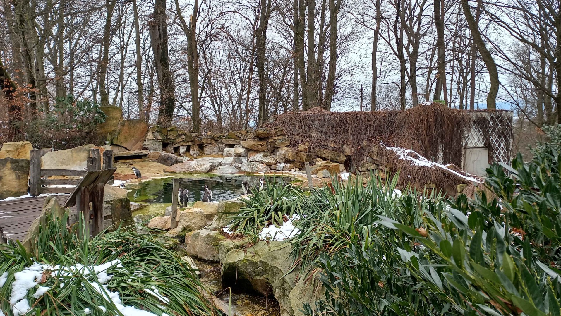 Humboldt penguin enclosure
