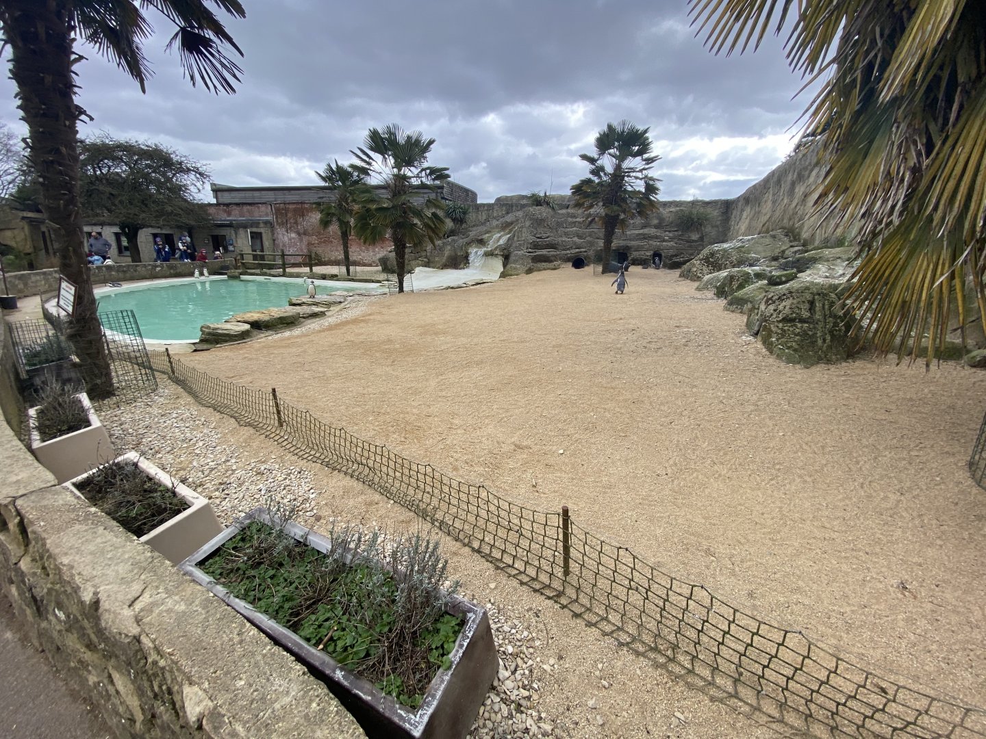Humboldt penguin enclosure