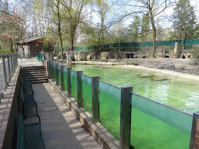 Humboldt penguin enclosure