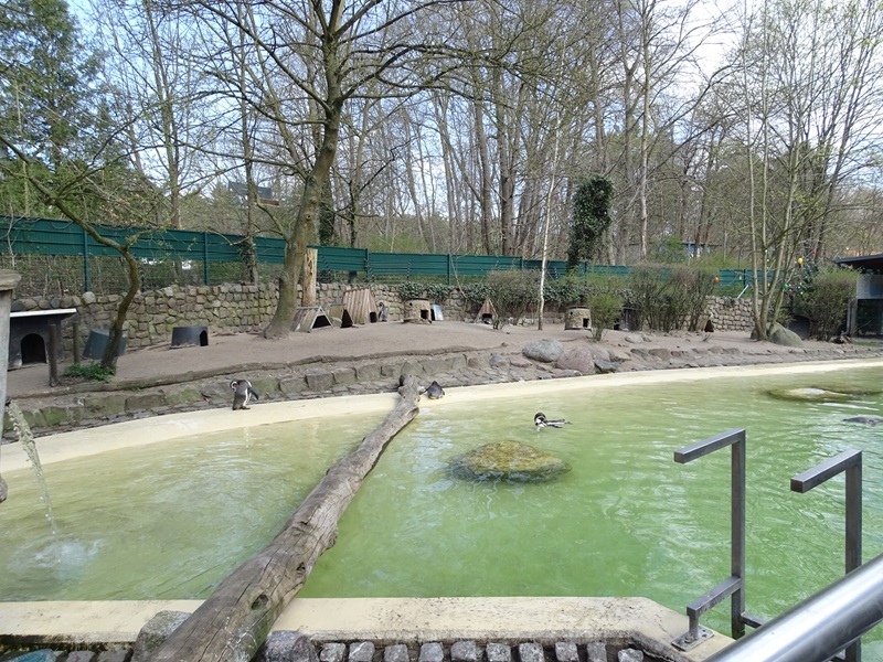 Humboldt penguin enclosure