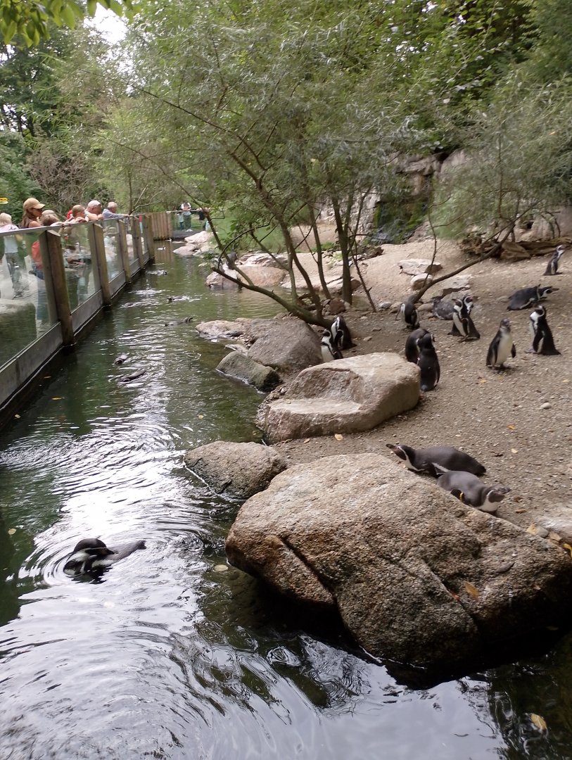Humboldt penguin enclosure