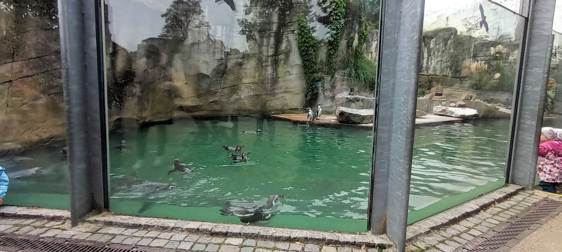 Humboldt Penguin Enclosure