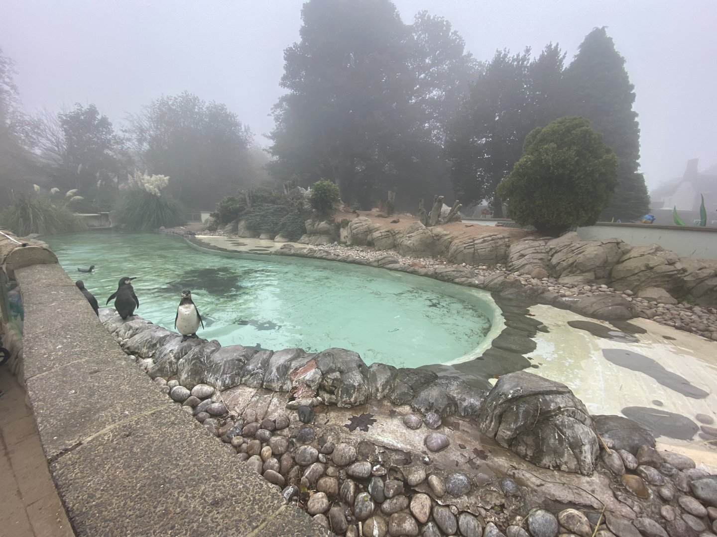 Humboldt penguin enclosure